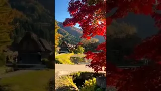 shirakawago village l autumn 🍂 I japan 🗾 l Gifu prefecture l #shorts #japan #countryside