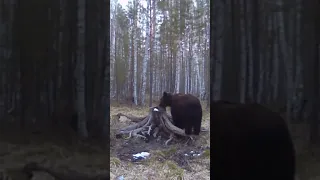 МЕДВЕДЬ ВОРУЕТ СОЛЬ НА СОЛОНЦАХ