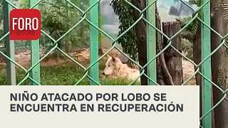 Niño, atacado por lobo en zoológico de Nezahualcóyotl, se recupera tras operación - Las Noticias