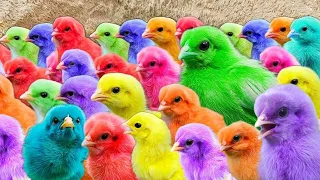 World Cute Chickens, Colorful Chickens, Rainbows Chickens, Cute Ducks, Cat, Rabbit,Cute Animals 🐤🦆🐟🪿