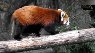 レッサーパンダ　野毛山動物園