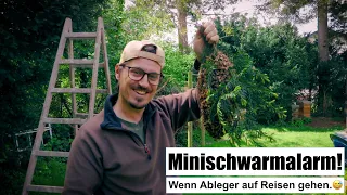 Minischwarmalarm - Wenn Ableger auf Reisen gehen.