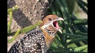 Eastern Koel as seen in the Hunter Valley NSW