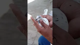 Pigeon(Dove) gifted ll beautiful pigeon