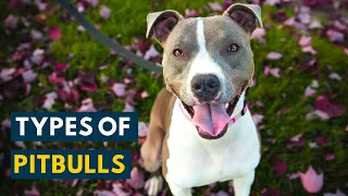 Types of Pitbulls: Your A to Z Video Guide Of Every Breed!