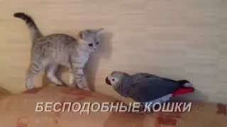 Бесподобные кошки - Funny cats. Как попугай заигрывает с котенком:)