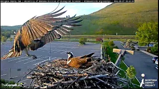 Iris heads to the Owl Pole, eats her treat and back to the nest she goes  2024 05 26 22 55 41 529