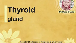 Anatomy of thyroid gland-Dr.Doaa Shuaib