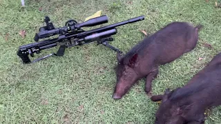 HUNTING FERAL HOGS WITH AIR RIFLE…  FX IMPACT MK11 .30cal.  (2 hogs down)