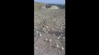 Сотни цыплят вылупились из выброшенных яиц и заполонили грузинскую свалку