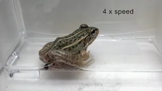 A beetle species can escape from the vent of a frog / マメガムシはカエルに食べられてもお尻の穴から生きて脱出できる