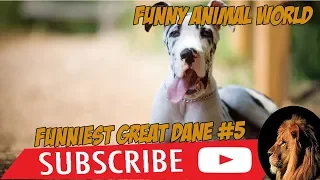 Funniest Great dane videos # 6 made by funny animal world