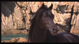 The Black Stallion - Bucephalus