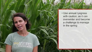 Interseeding cover crops into organic corn