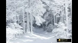 Beautiful winter / Красивая зима