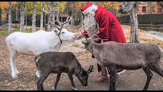 Autumn of Santa Claus in Rovaniemi Lapland 🦌🎅Finland Fall colours Santa Claus Village Arctic Circle