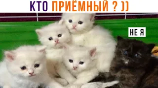 КТО ПРИЁМНЫЙ? ))) Приколы с котами | Мемозг 1235