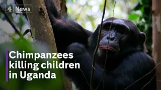 Chimps have killed or injured dozens of children in Uganda