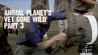 Animal Planet's Vet Gone Wild | Rhino Horn Trimming