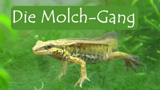 Die Molch-Gang - Unsere heimischen Molche | mit Martin Maschka