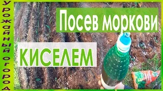 СУПЕР СПОСОБ ПОСЕВА МОРКОВИ КИСЕЛЕМ!