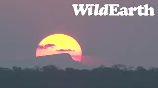 WildEarth - Sunset  Safari - 13 May 2022