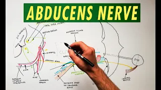 Abducens Nerve - Anatomy Tutorial