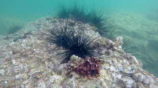 Sea urchin time lapse