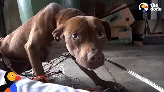 This Stray Pittie Just Made The Most Amazing Transformation | The Dodo