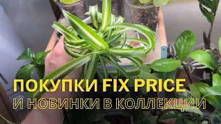 Покупки в Fix Price для растений и новинки в коллекции.