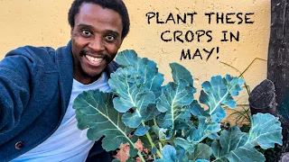 11 Crops You'd Be Silly Not to Plant in May | Gardening South Africa | May Gardening