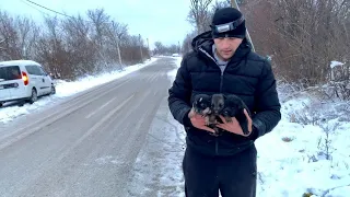 Diese Hundemutter bittet fremden Mann mutig um Hilfe, kurz nachdem er herausgefunden hat, warum