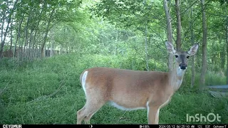 Trailcam: This doe loves camera time. 😂 #animals #nature #wildlife #deerhunting #whitetail #deercam