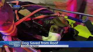 Great Dane Recovering After Jumping Off Parking Garage In Colorado Springs