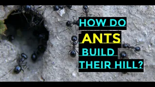 How Do Ants Build Their Hill II Ant Mound II Ant Home