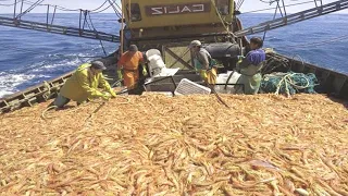 Everyone should watch this Fishermen's video - Shrimp, Catch Hundreds Tons Shrimp on The Big Boat