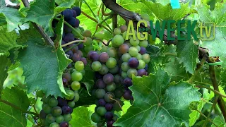 Local winery helps develop winter hardy grapes