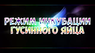 Лучший метод! Режим инкубации гусиных яиц/жизнь в деревне