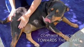 Canine Massage - Beginner Level