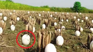 Фермер увидел странные яйца среди посевов. Когда они вылупились он закричал!