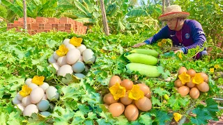 Great egg picking! men come to the farm to pick wax gourd found many eggs and take to home