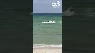 Shark zips through shallow waters at Perdido Key Beach in Florida