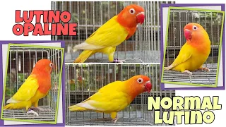 African Lovebirds: Normal Lutino VS Lutino Opaline