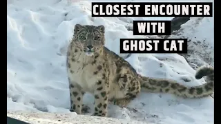Rare Snow Leopard Sighting in Spiti Valley, Himachal