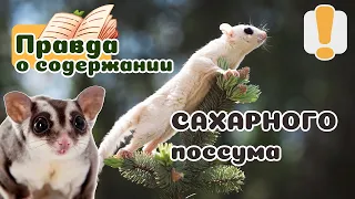 20 вещей, которые надо знать о САХАРНЫХ ПОССУМАХ, прежде чем завести. НЕ БЕЛКА-ЛЕТЯГА.