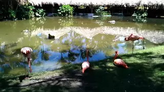 Розовые Фламинго в Доминикане (видео 4), апрель 2012 года