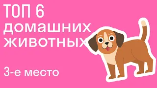 ТОП 6 домашних животных, 3-е место ꟷ "Собака". Познавай мир вместе со skysmart!