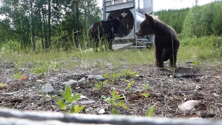 Relocating Black Bear Sow and Cub At Glacier National Park