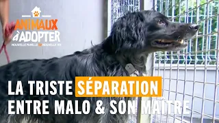 La triste séparation entre Malo et son maître. - Animaux À Adopter