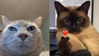 Try Not To Laugh 🤣 New Funny Cats Video 😹 - MeowFunny Part 43